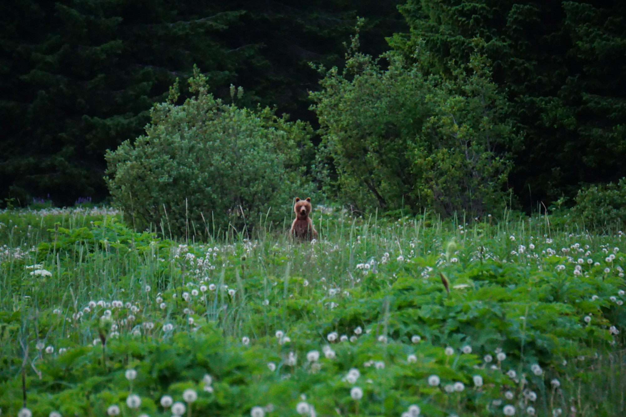 A brown bear stands up and peers warily across a meadow