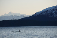 A diving humpback whale